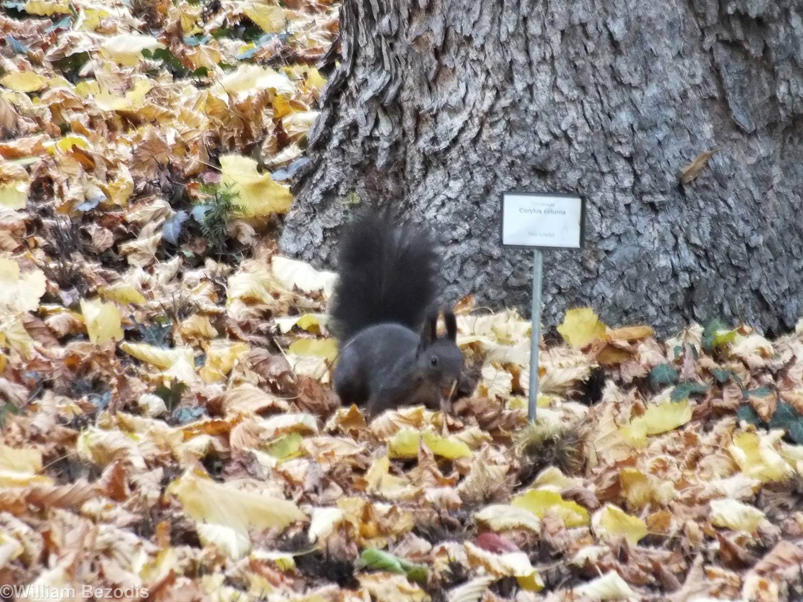 Black Coloured Red Squirrel (wild)
