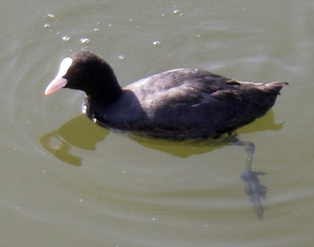 Black Coot (Fulica atra)