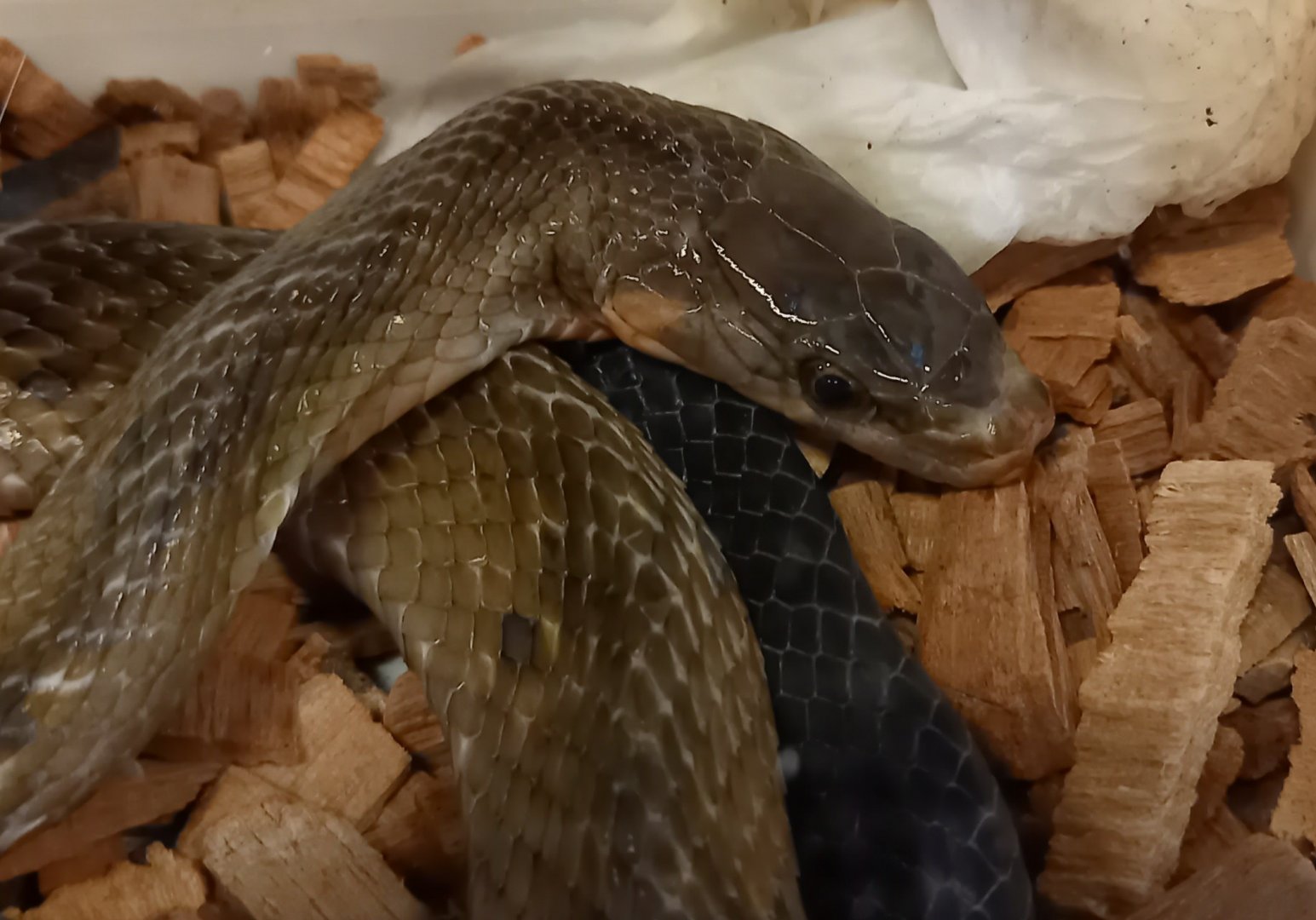 Black-copper ratsnake - Coelognathus flavolineatus