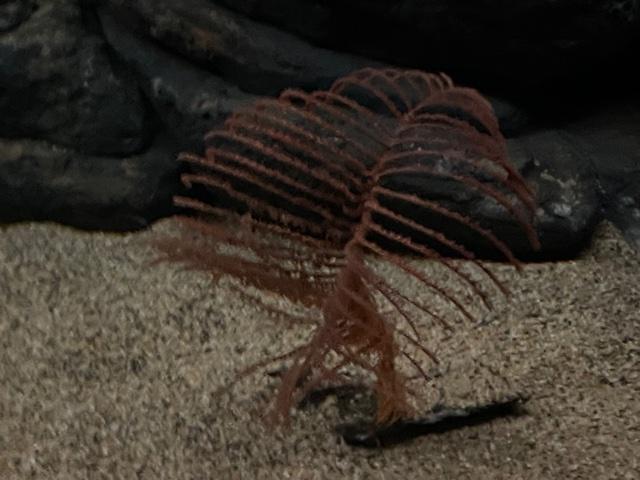 Black coral sp.