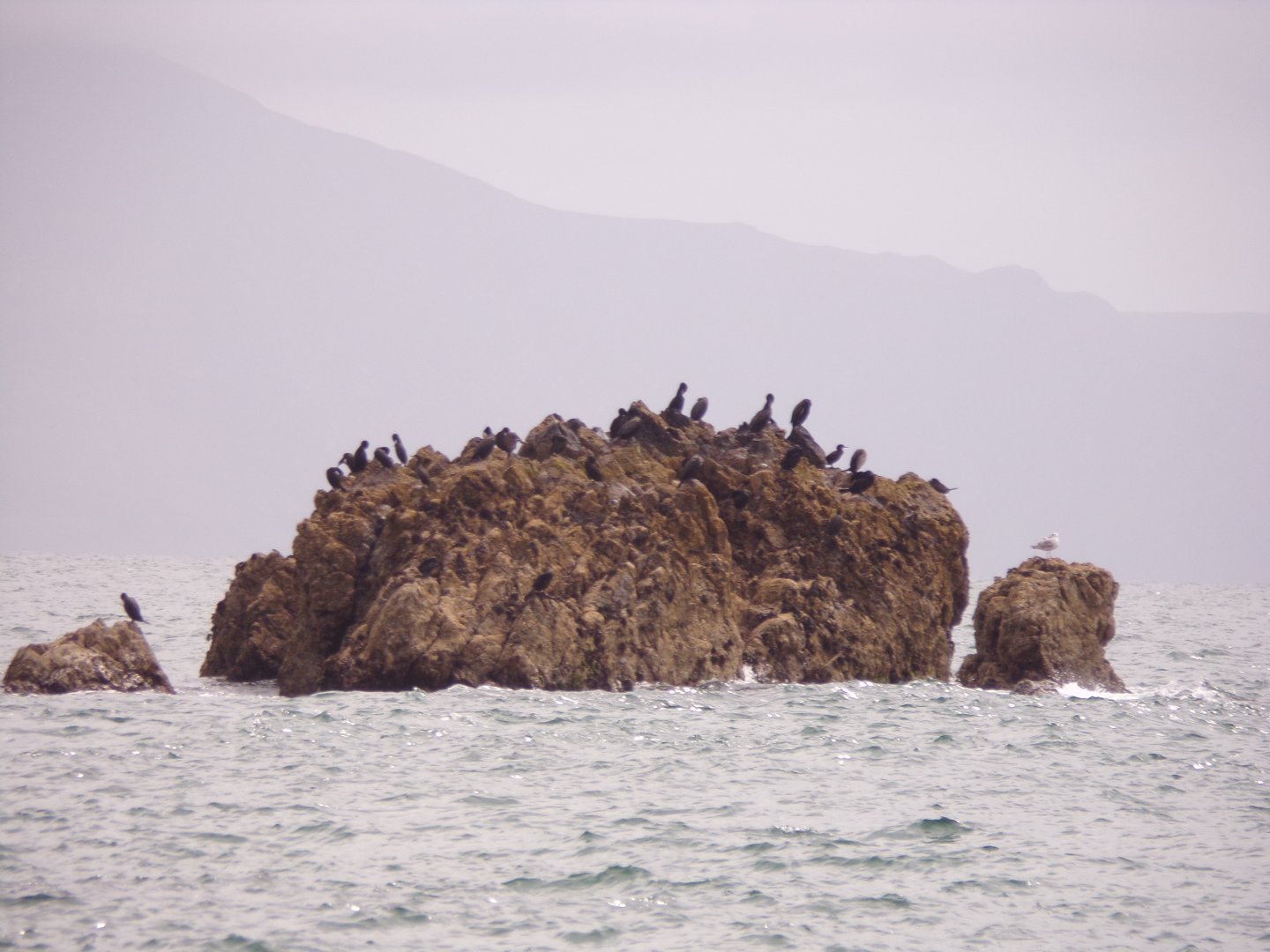 Black cormorants on a rock in Newbourough nature reserve 29.6.24