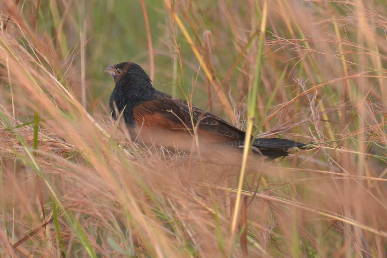 Black Coucal