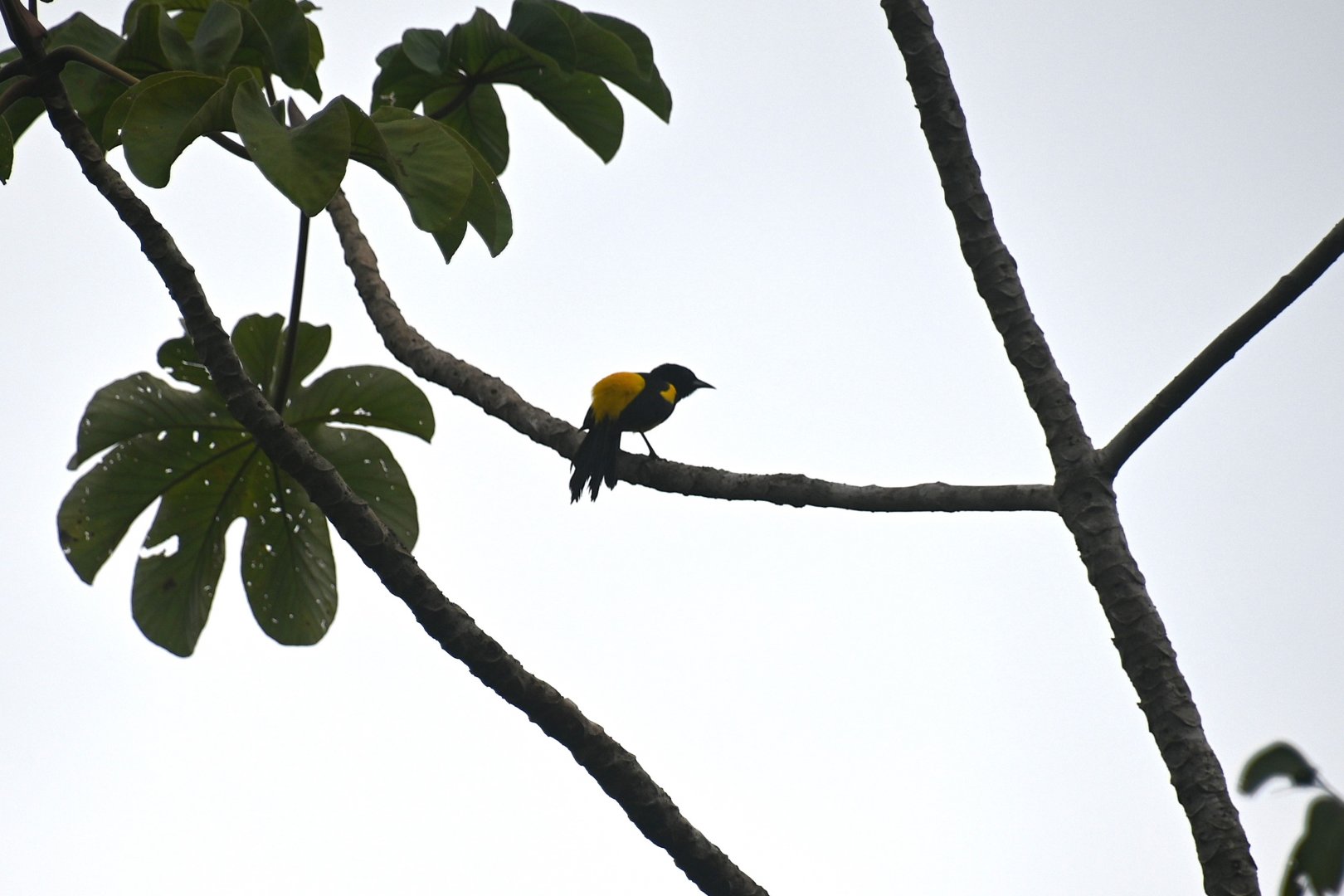 Black-cowled oriole (Icterus prosthemelas)