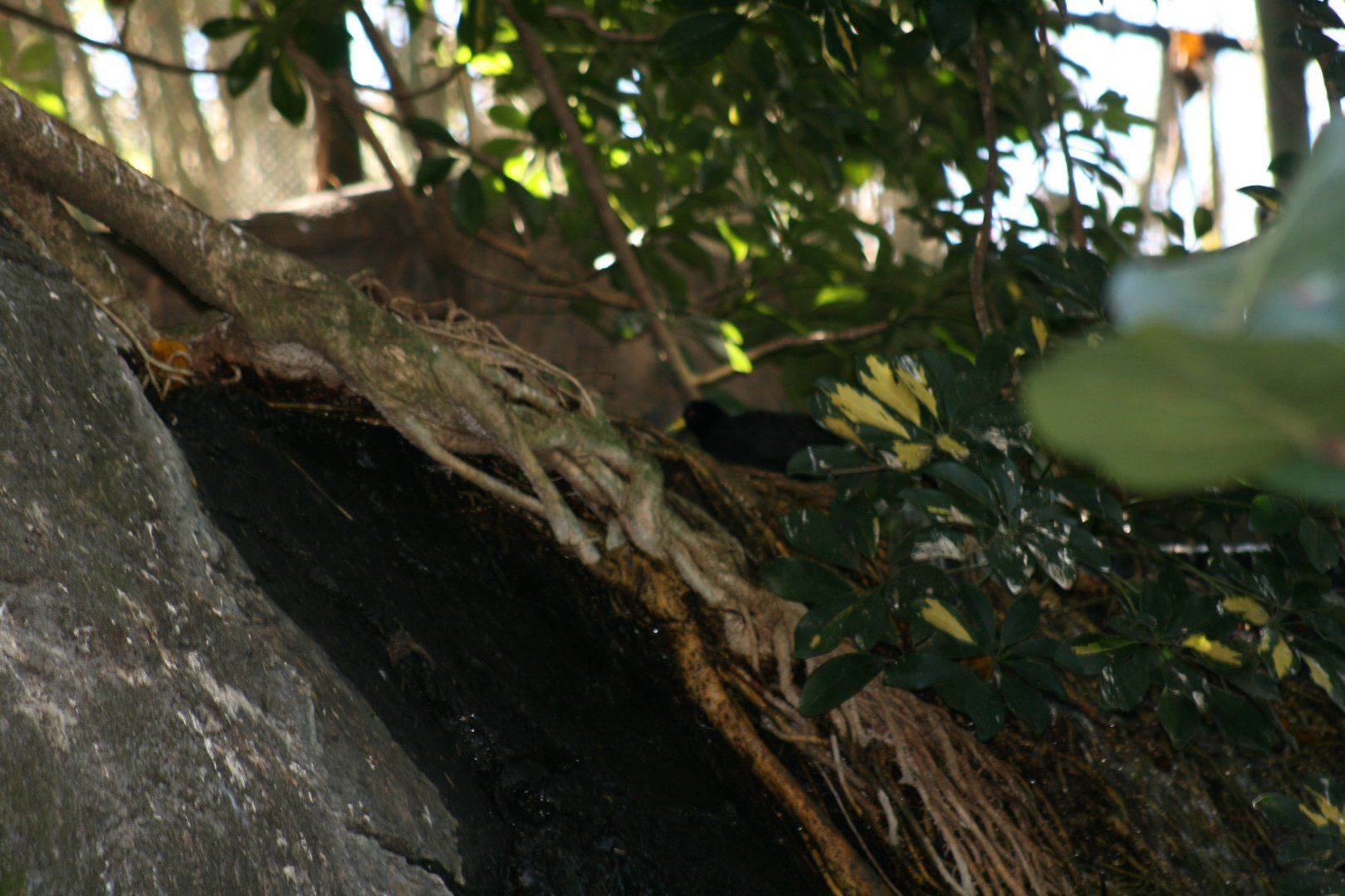 Black Crake(20/2/25)