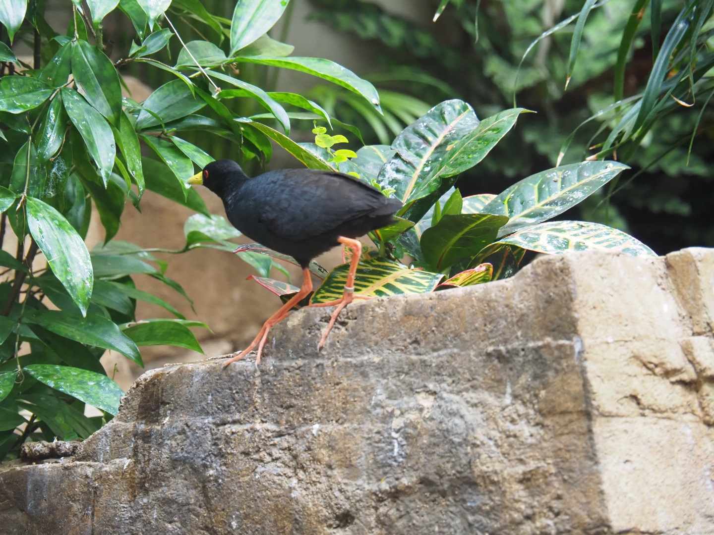 Black crake (Amaurornis flavirostra)