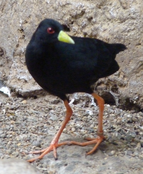 Black crake (Amaurornis flavirostris)