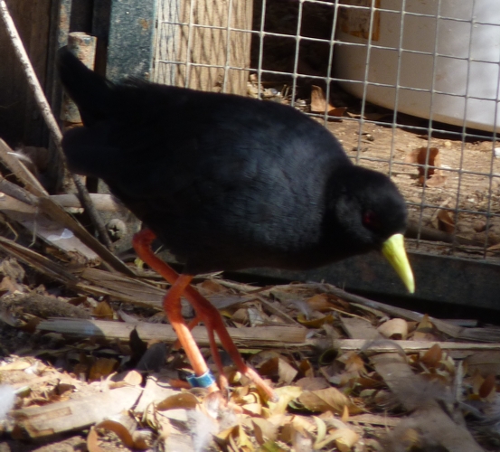 Black crake (Amaurornis flavirostris)