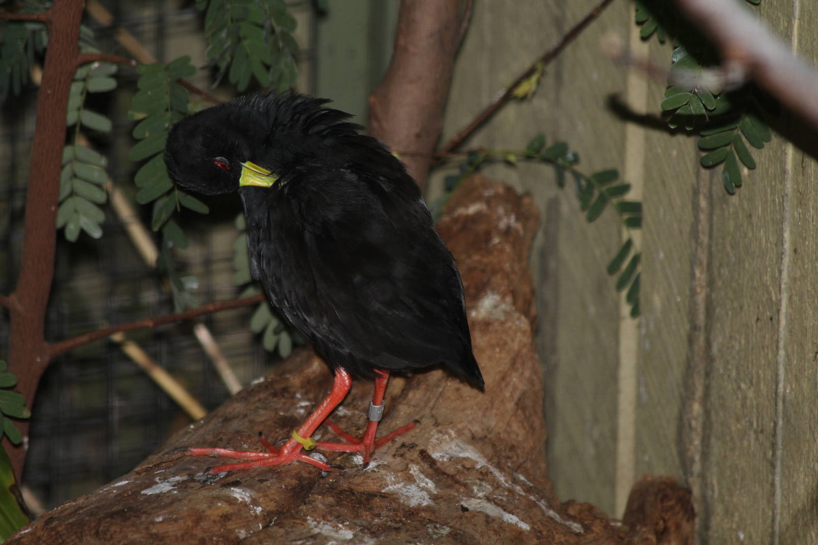 Black Crake - Nov 2012