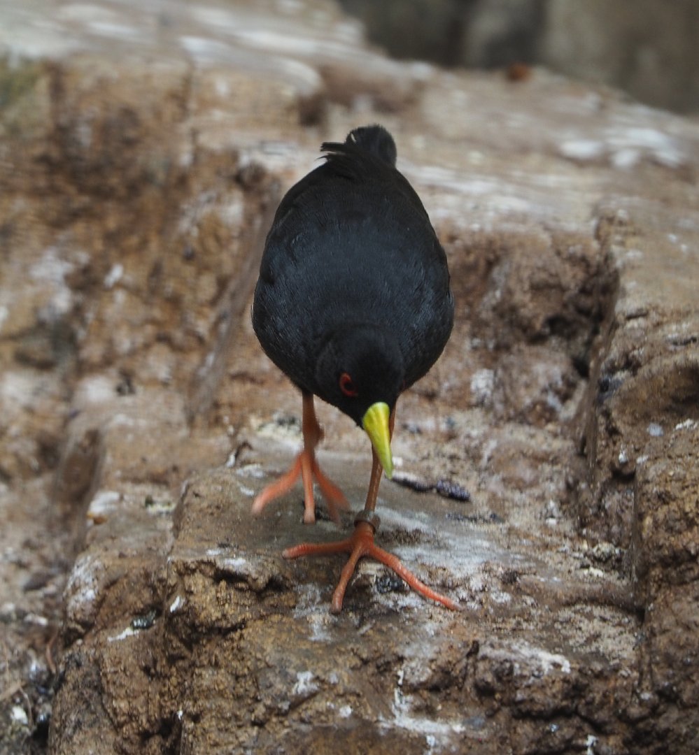 Black crake (Zapornia flavirostra), 2020-06-28