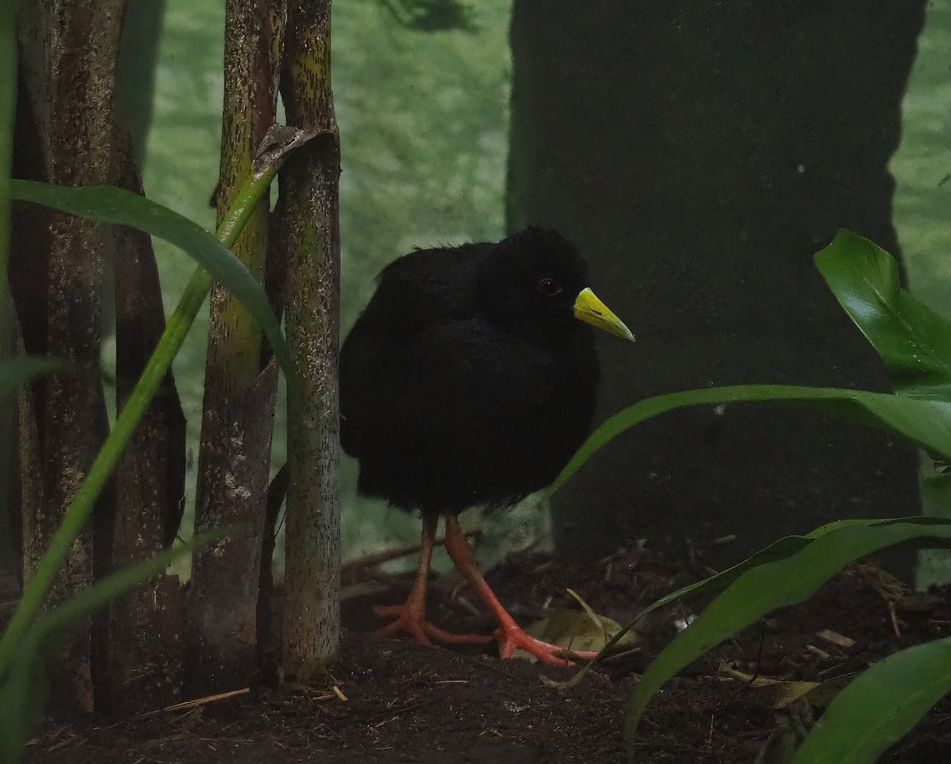 Black crake (Zapornia flavirostra), 2022-10-29
