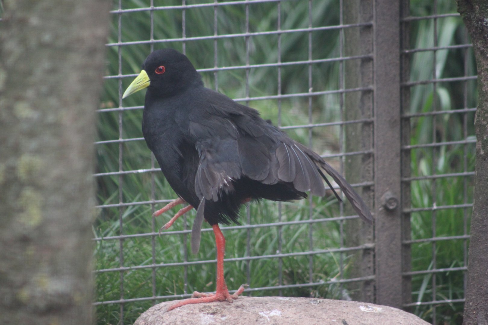 Black crake (Zapornia flavirostra)