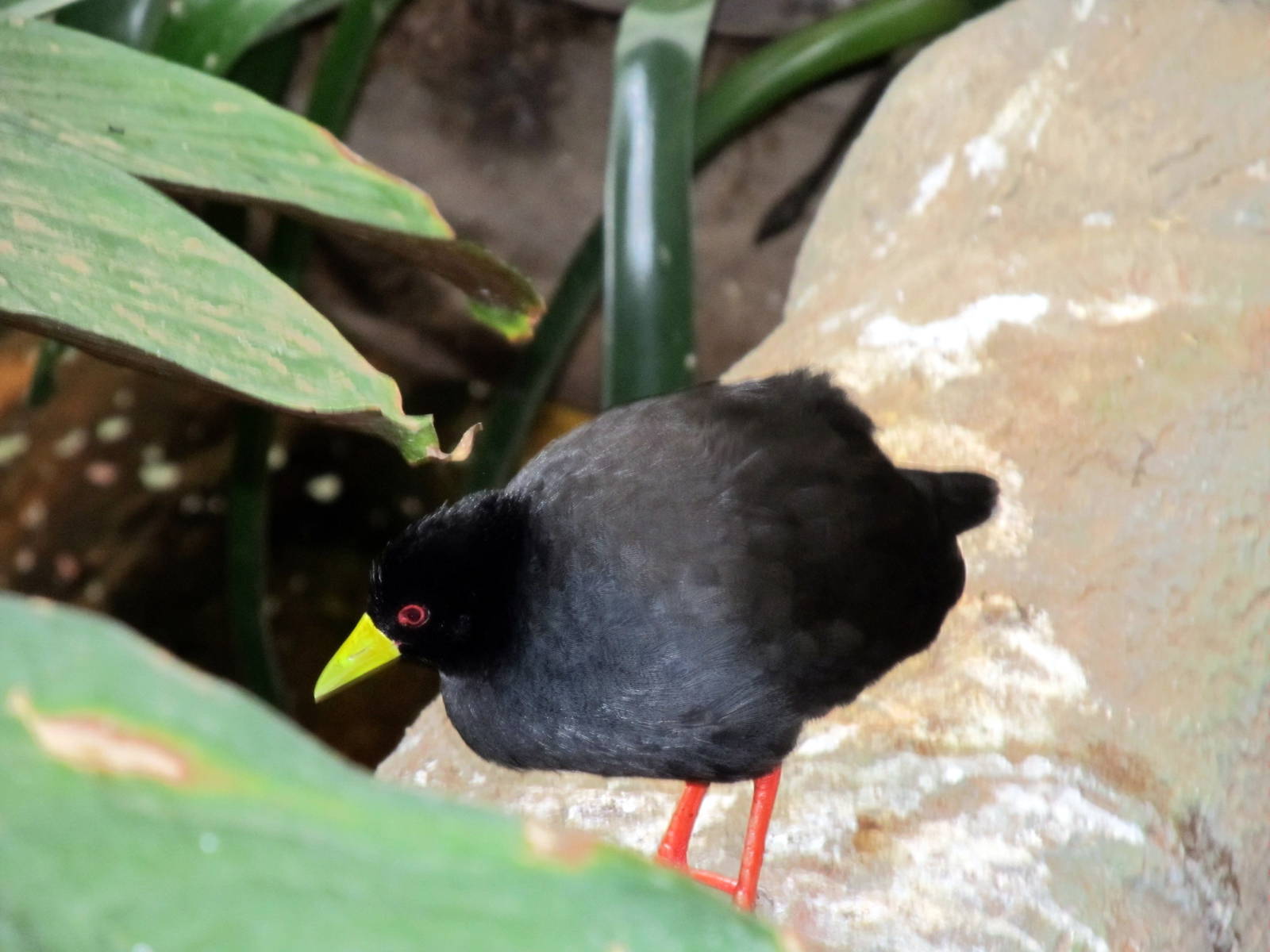 Black Crake