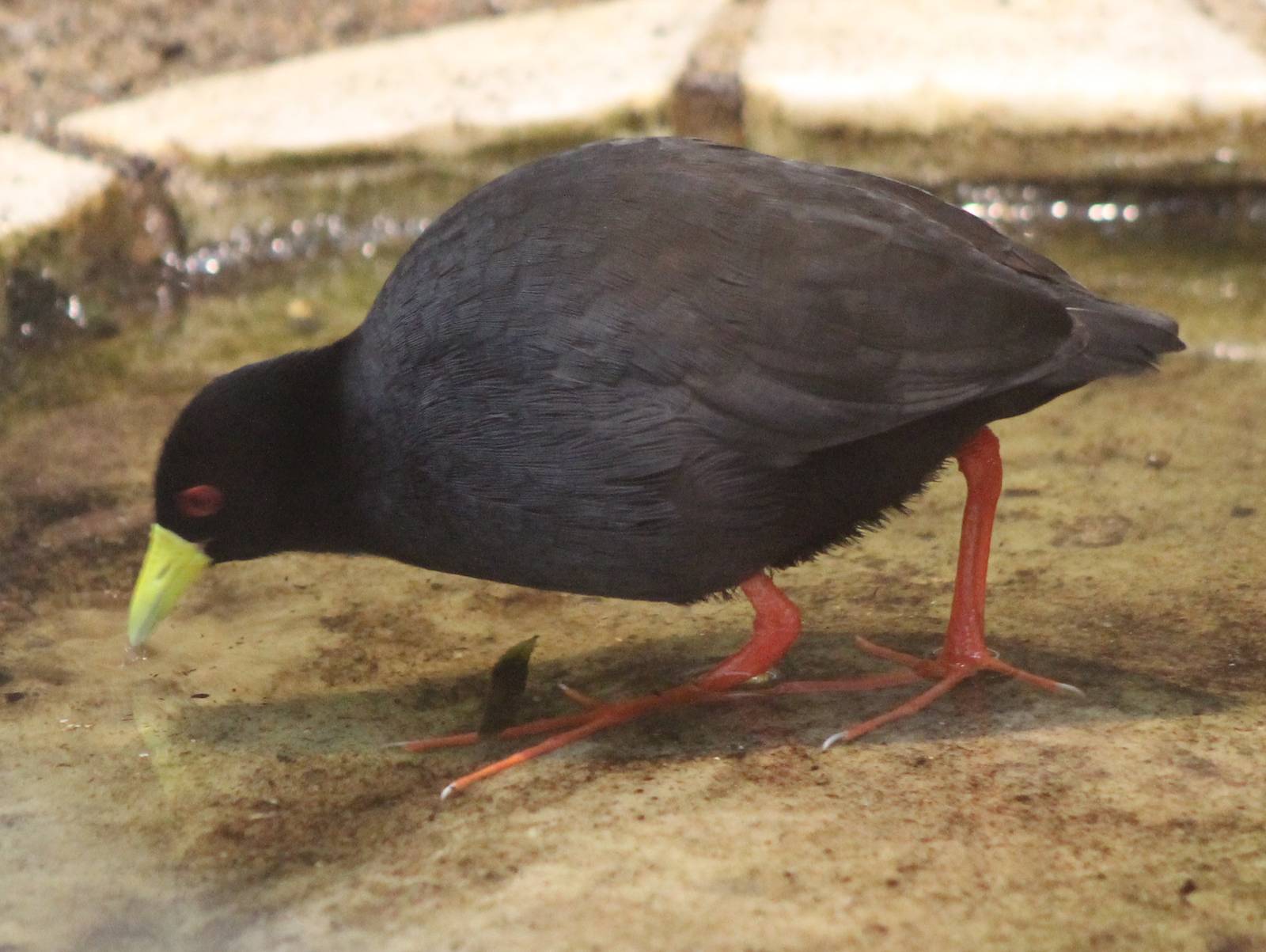 Black crake