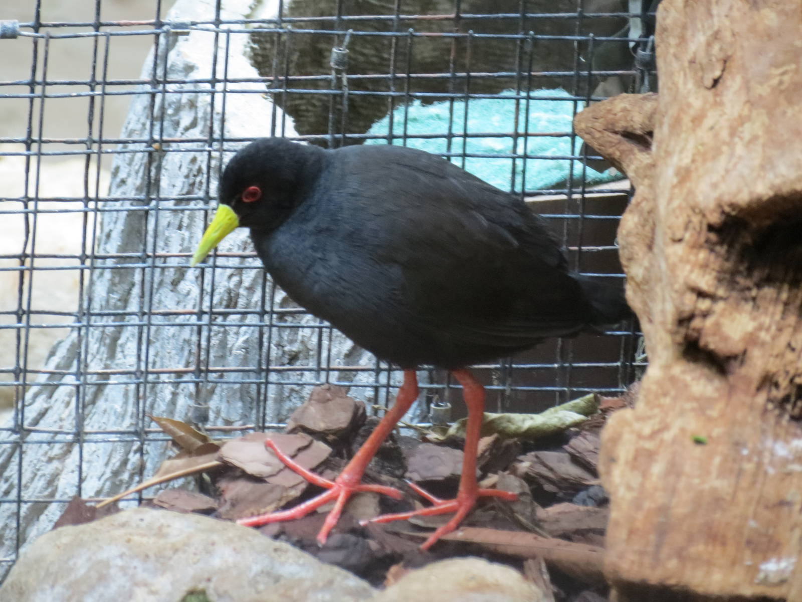 Black Crake
