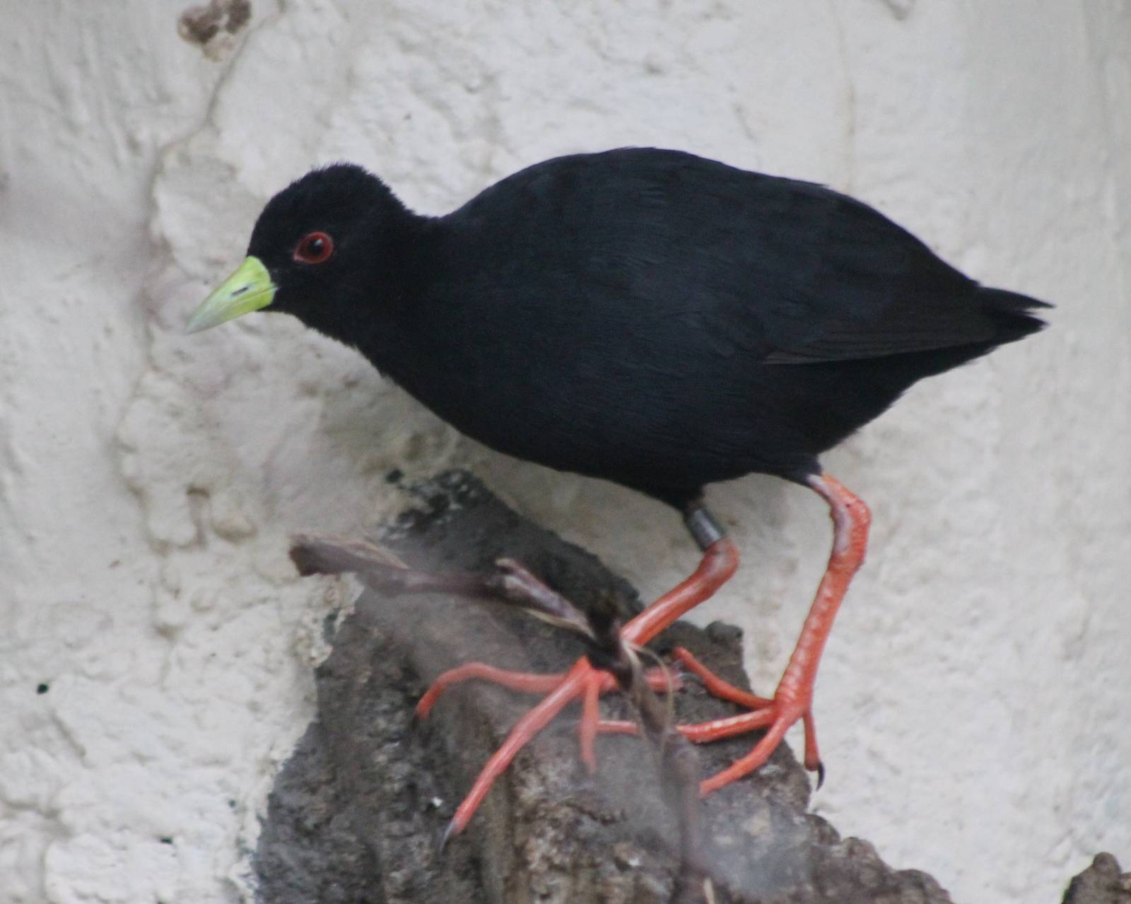 Black crake