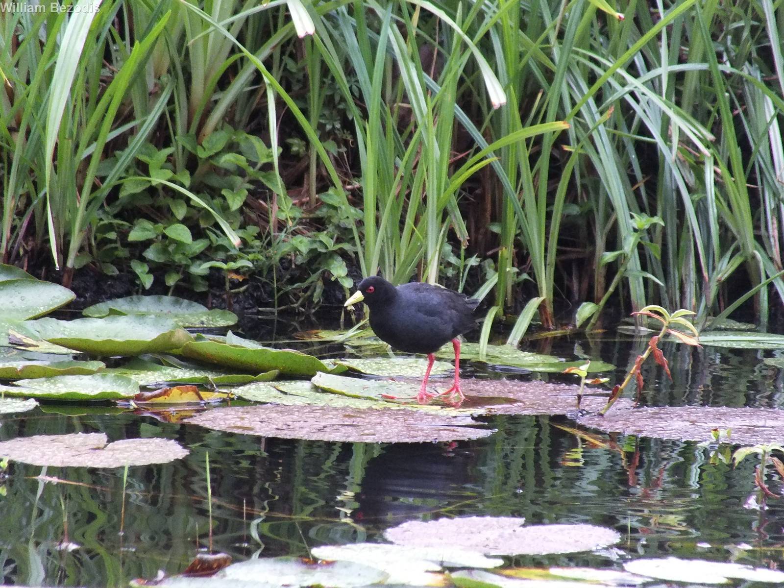 Black crake
