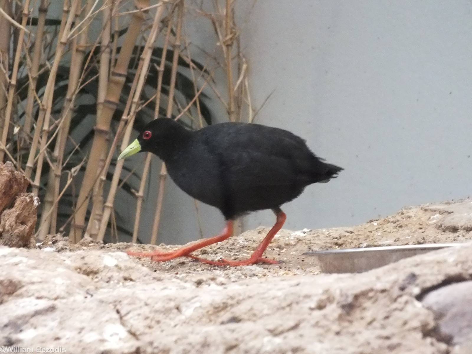 Black Crake