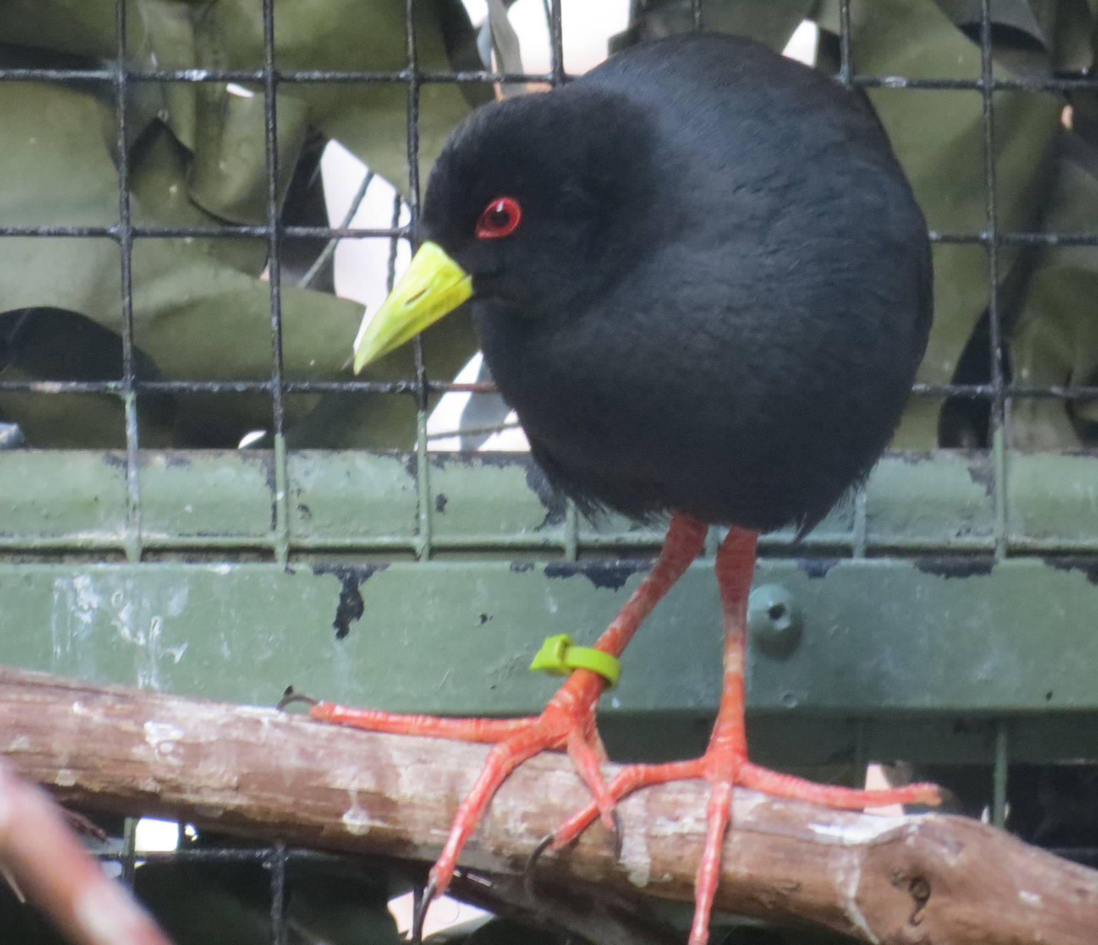 Black Crake