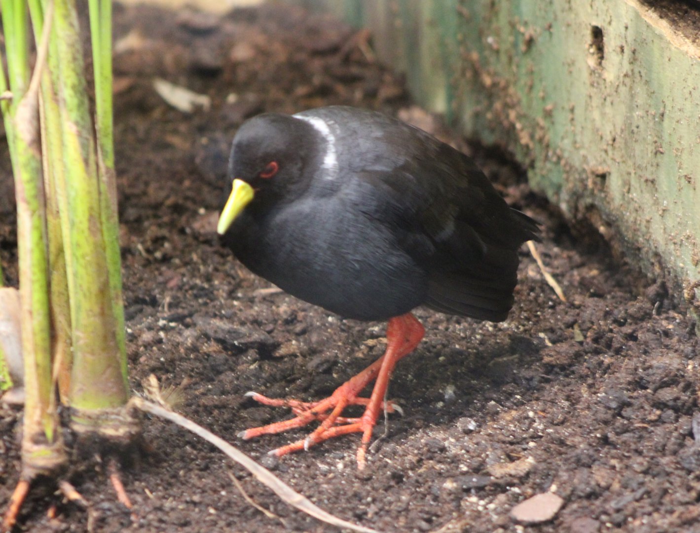 Black crake