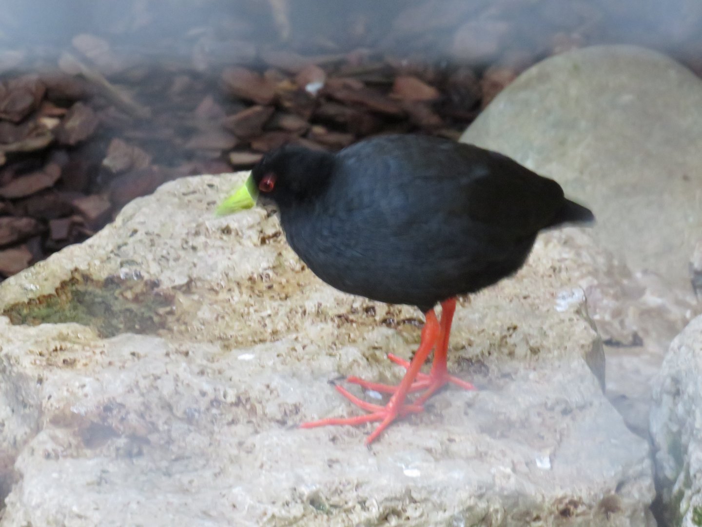 Black crake