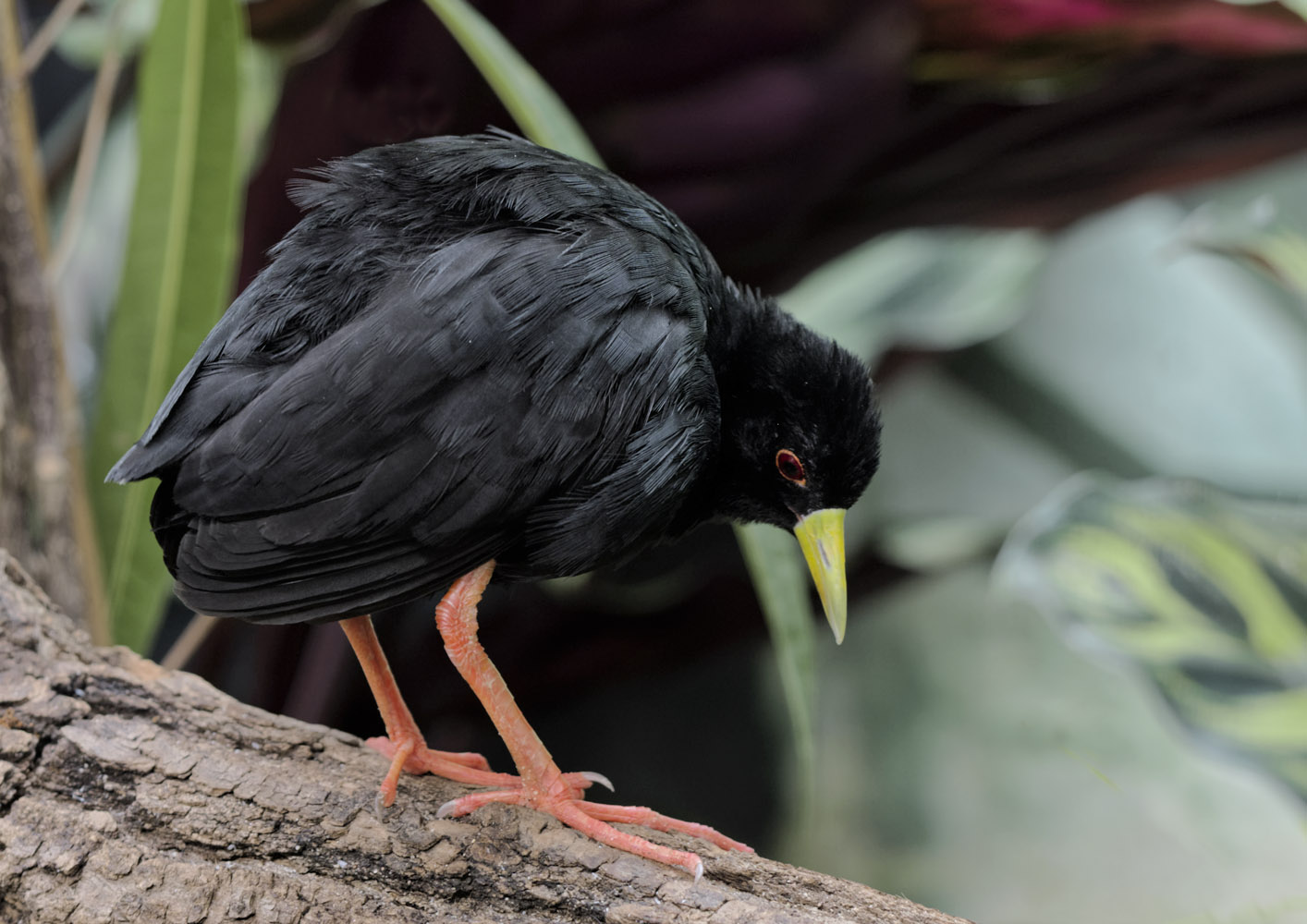 Black crake