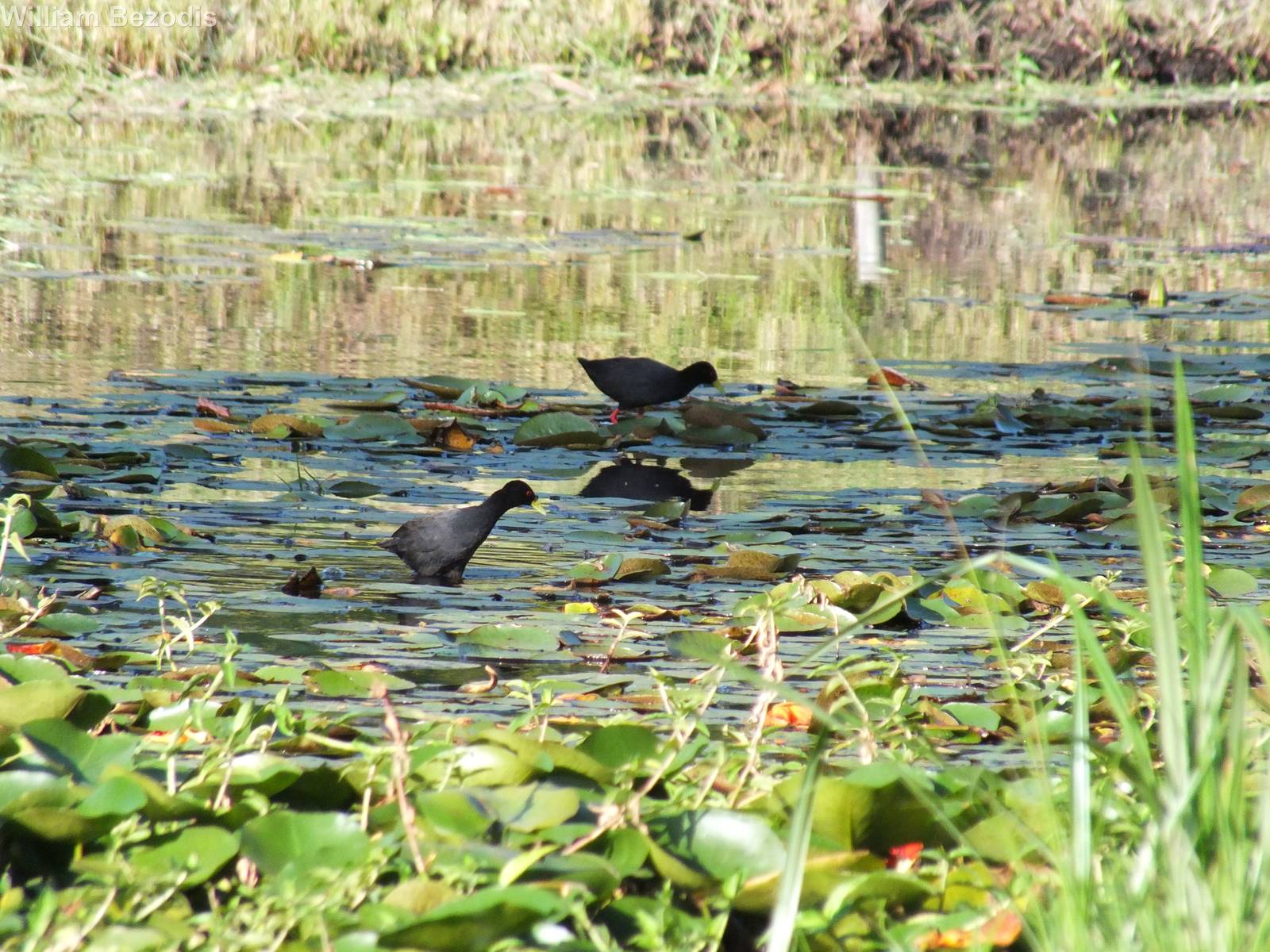 Black Crakes