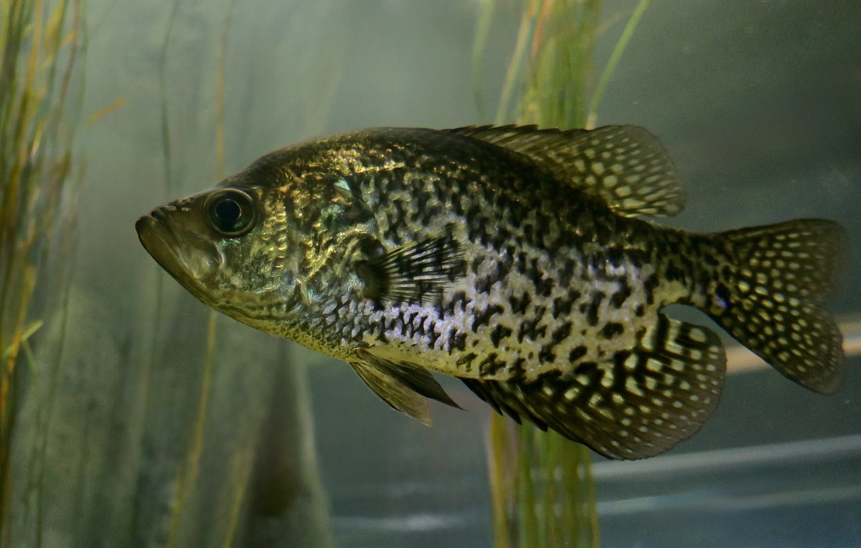 Black Crappie (Pomoxis nigromaculatus)