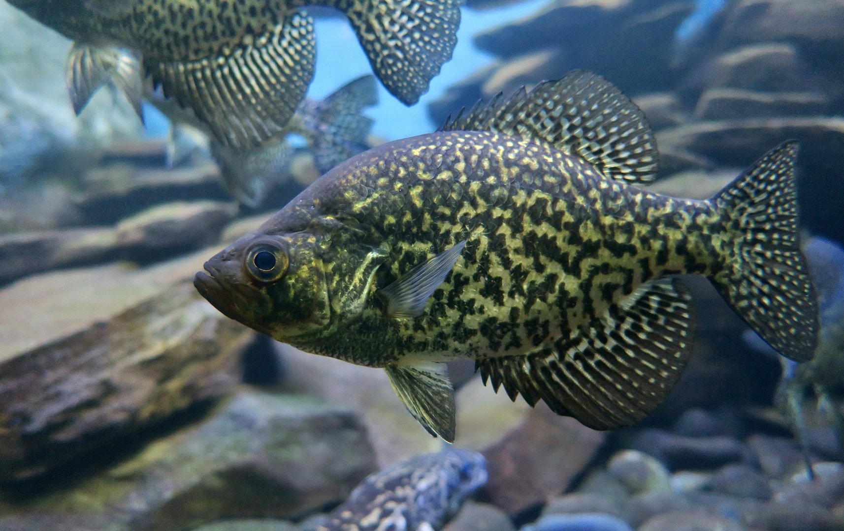 Black Crappie (Pomoxis nigromaculatus)
