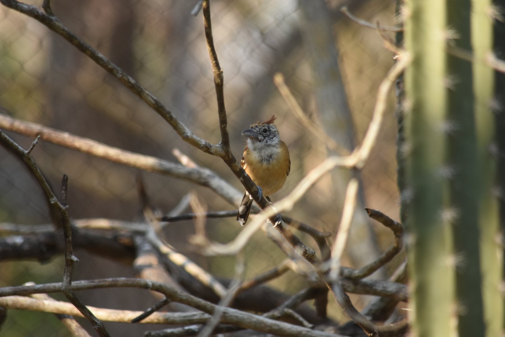 Black-crested antshrike (Sakesphorus canadensis) female
