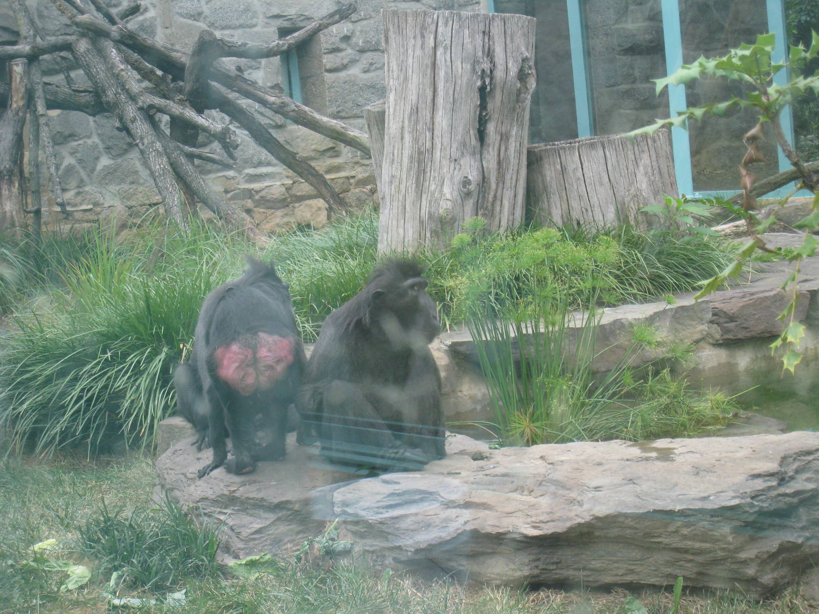 Black Crested Apes