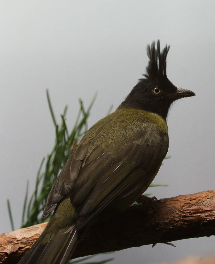 Black-crested bulbul - Pycnonotus flaviventris