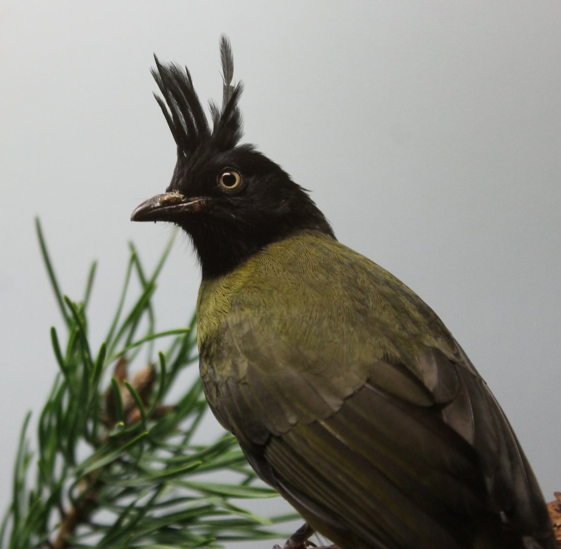 Black-crested bulbul - Pycnonotus flaviventris