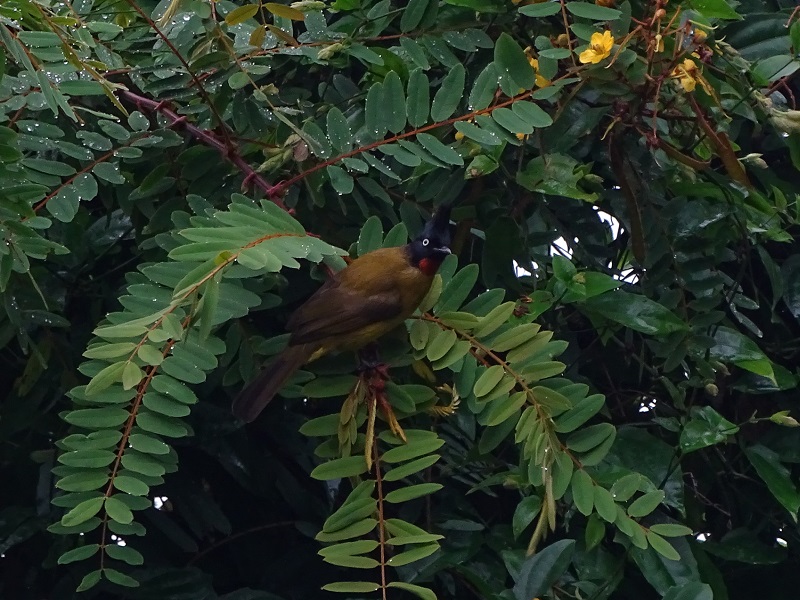 Black-crested bulbul (Rubigula flaviventris johnsoni)