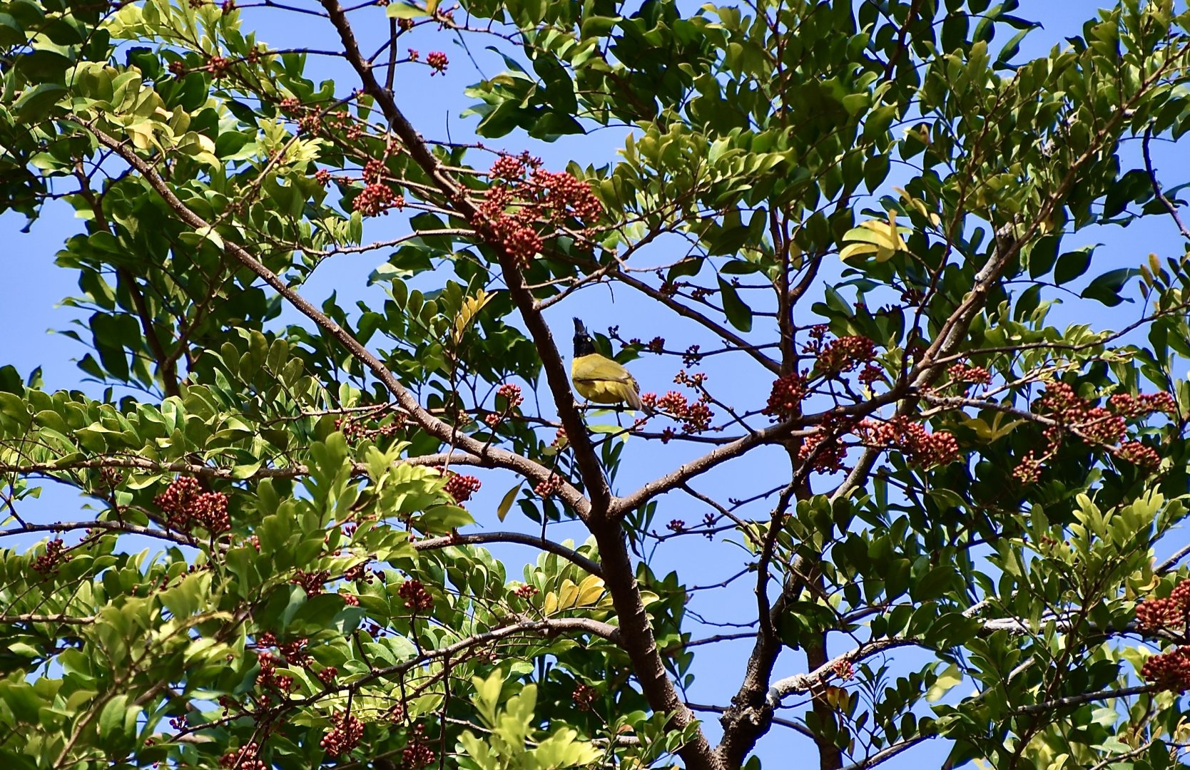 Black-Crested Bulbul (Rubigula flaviventris) - wild