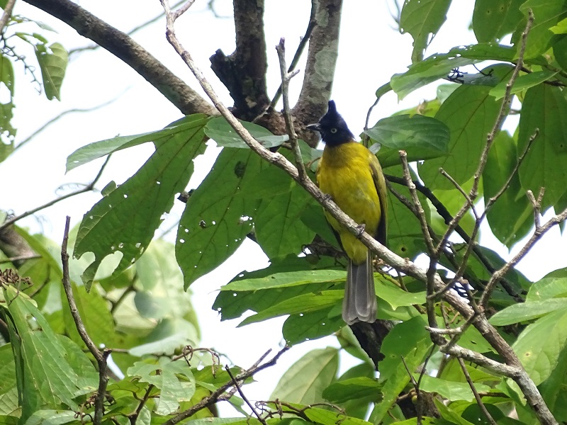 Black-crested bulbul (Rubigula flaviventris)