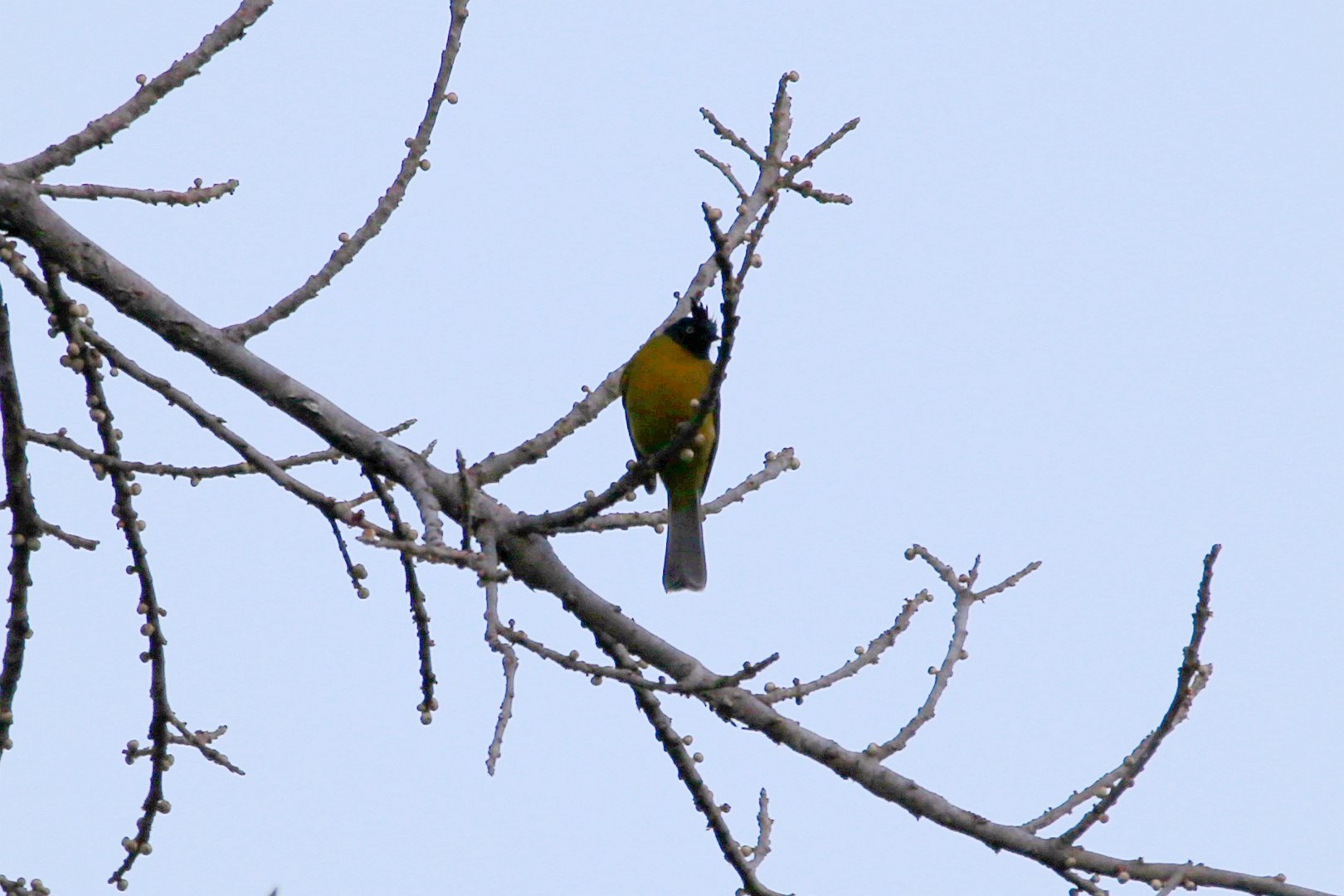 Black-crested Bulbul (Rubigula flaviventris)
