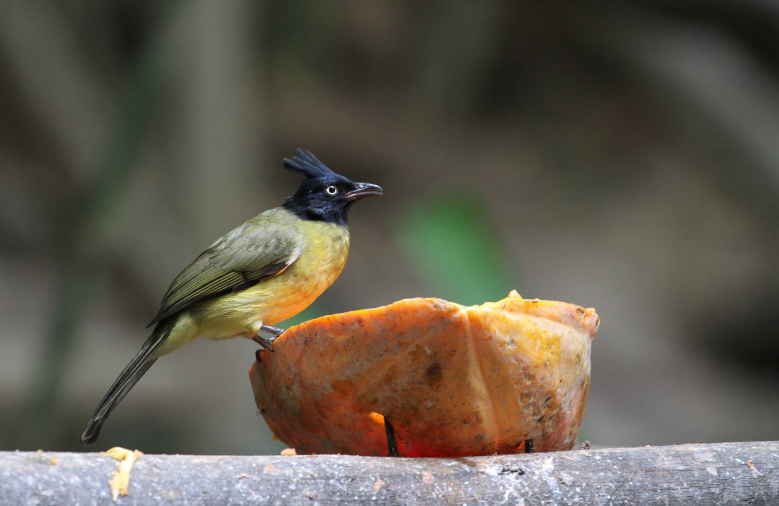 Black-crested Bulbul
