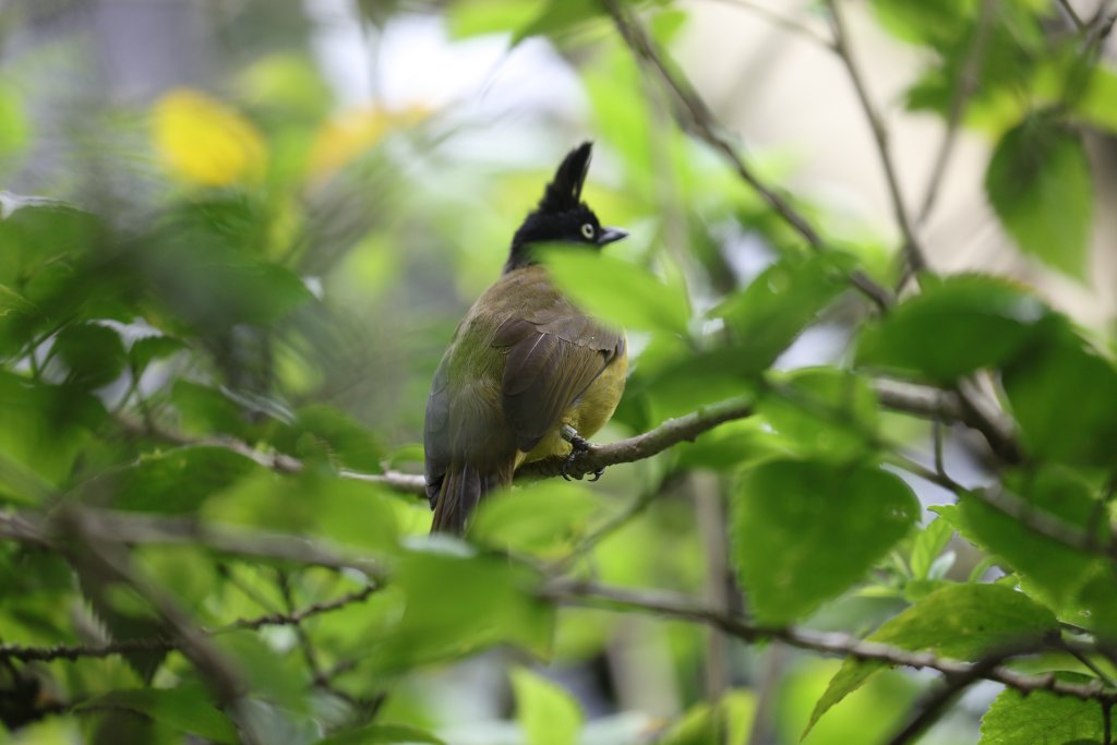Black-crested Bulbul