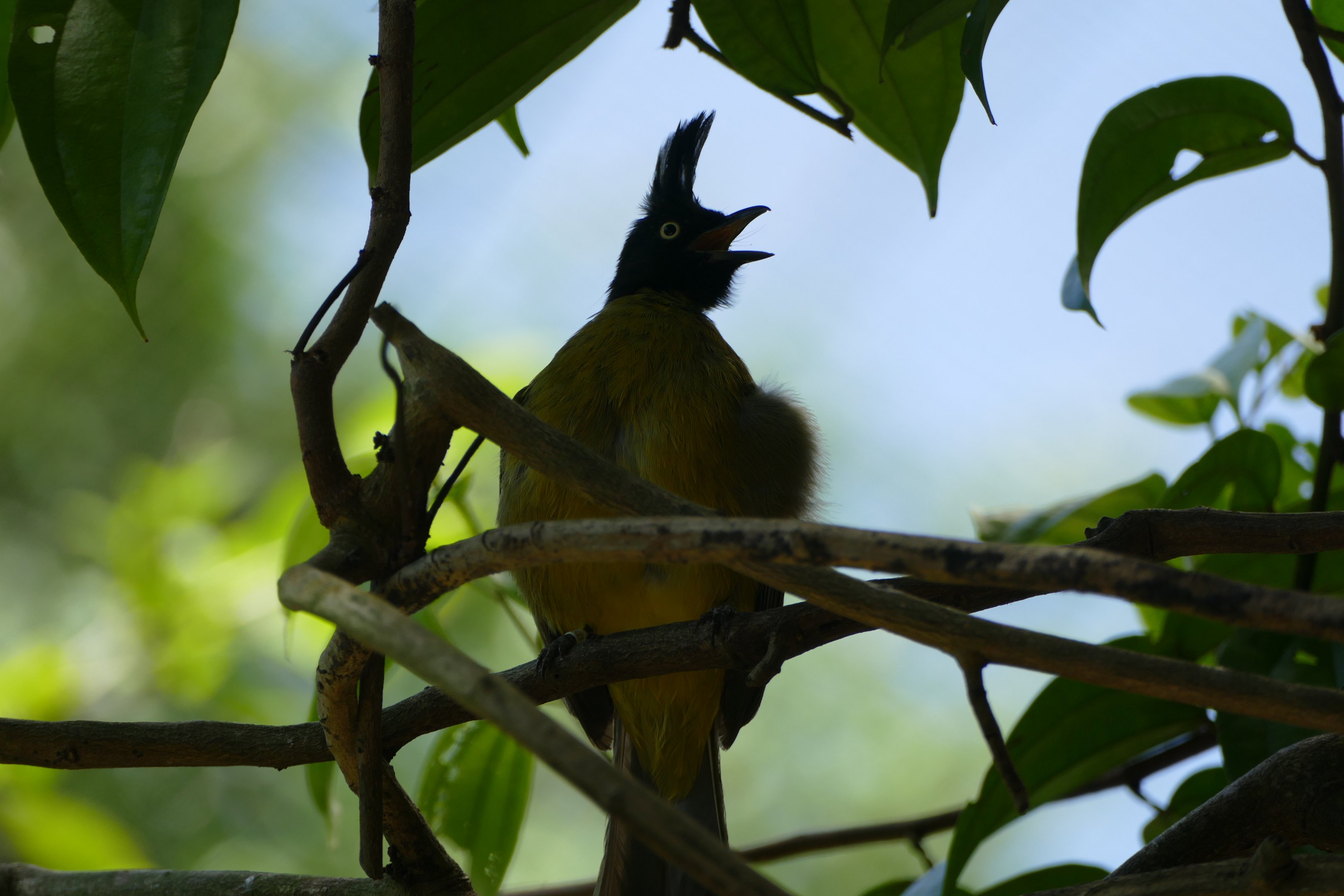 Black-crested bulbul