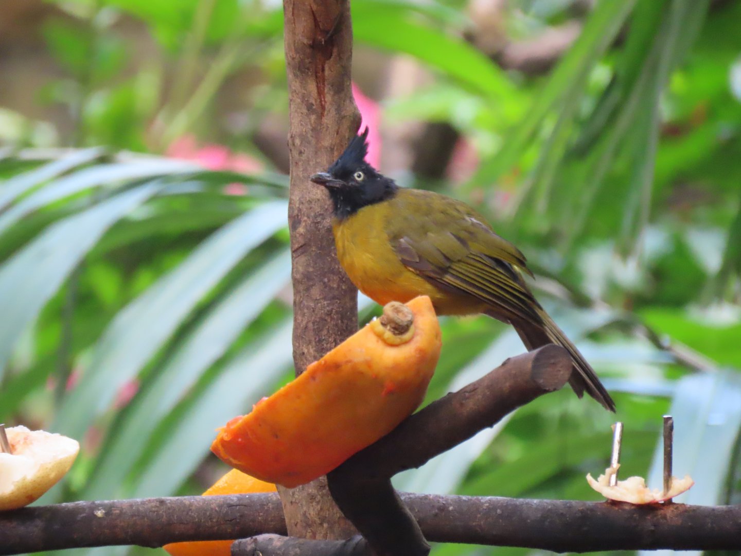 Black-crested bulbul