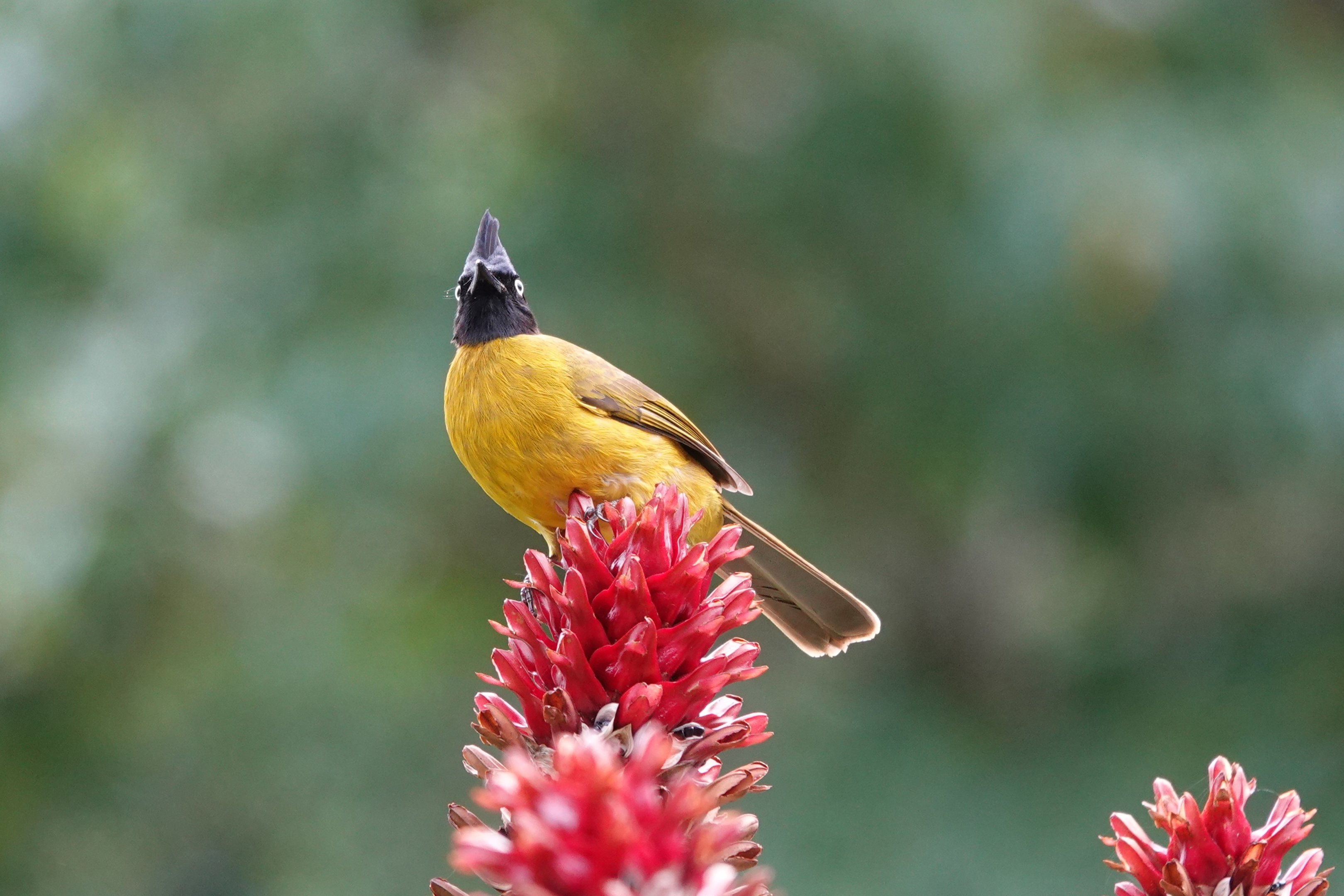 Black-crested Bulbul