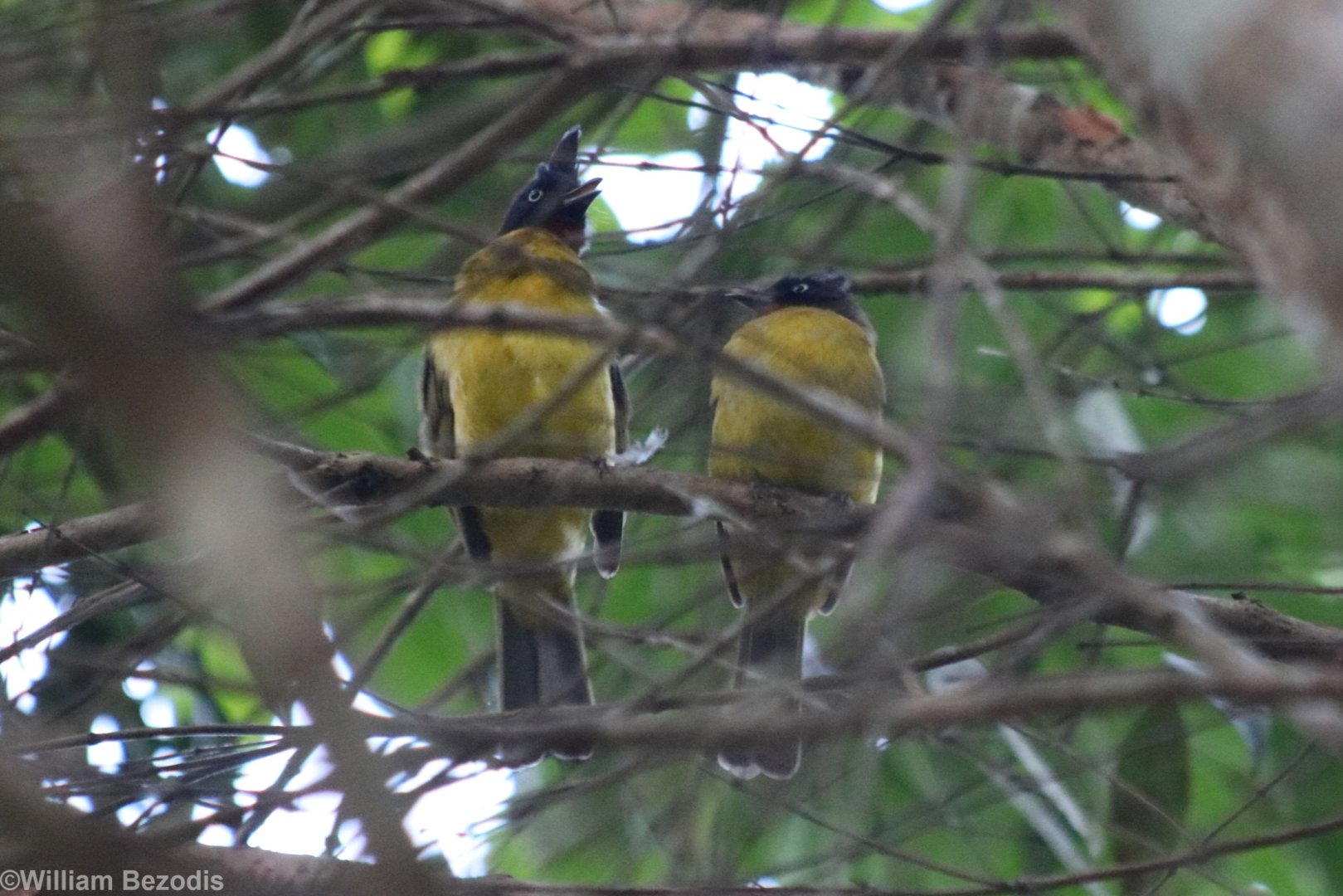 Black-crested Bulbuls - Khao Yai National Park