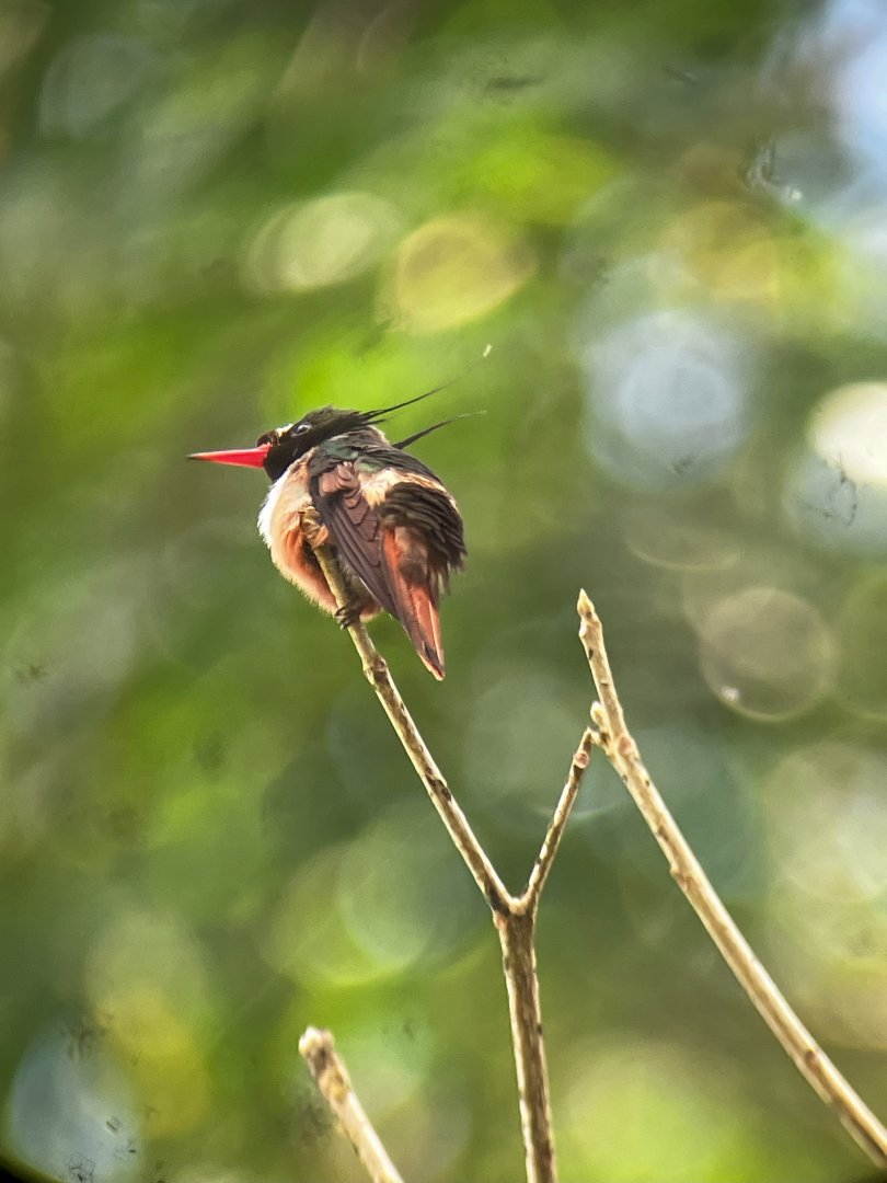 Black-crested Coquette