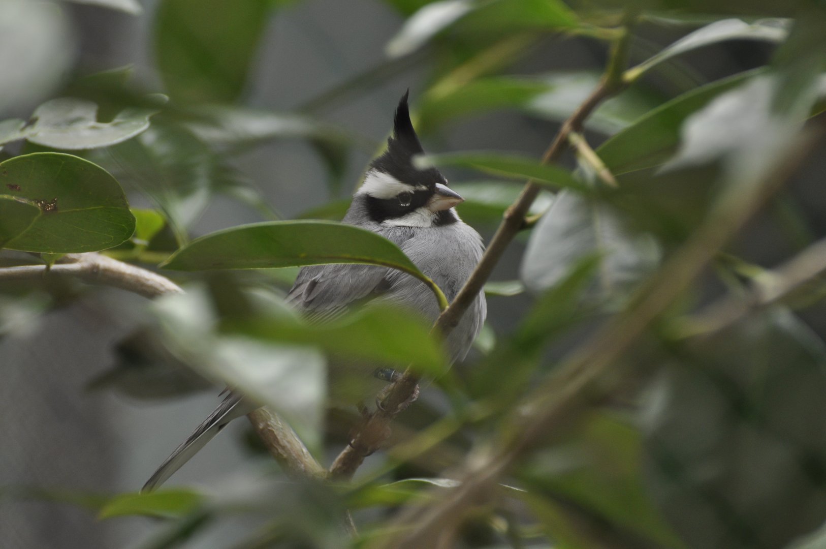 Black-crested Finch (Lophospingus pusillus)
