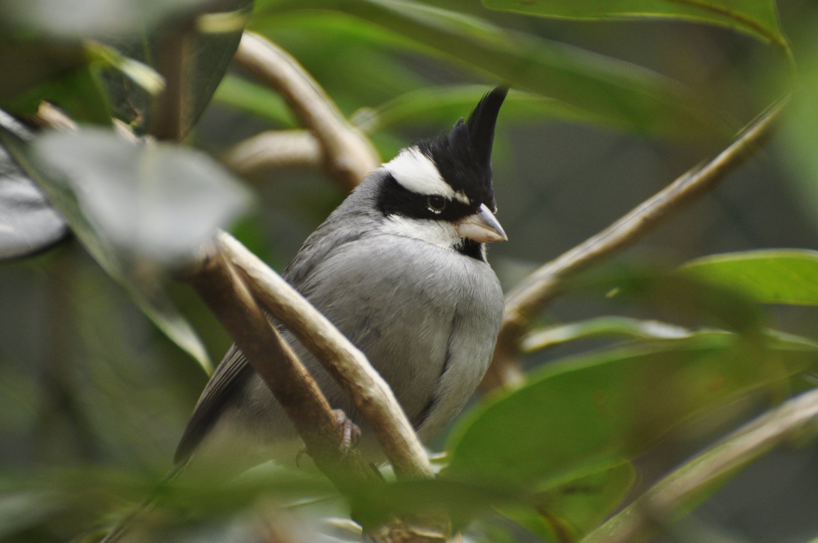 Black-crested Finch (Lophospingus pusillus)