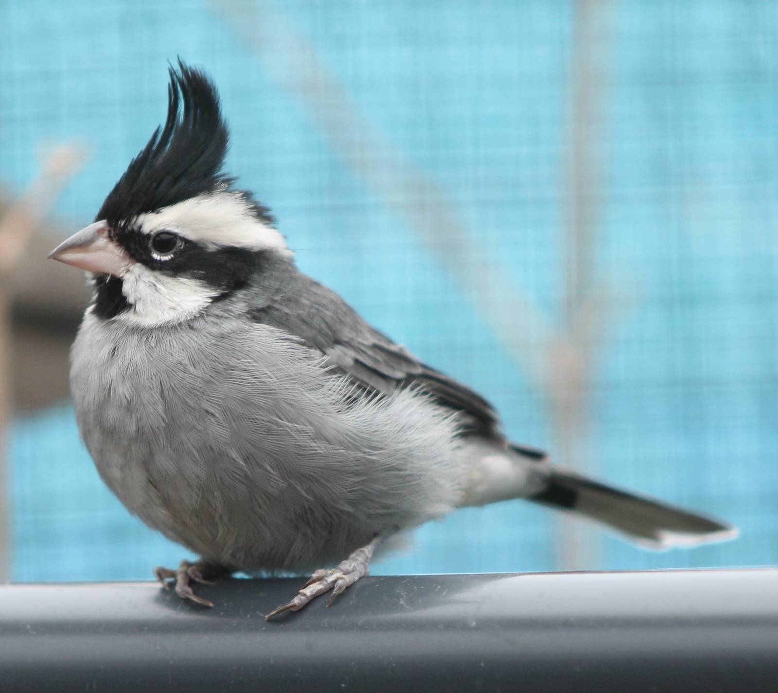 Black-crested finch