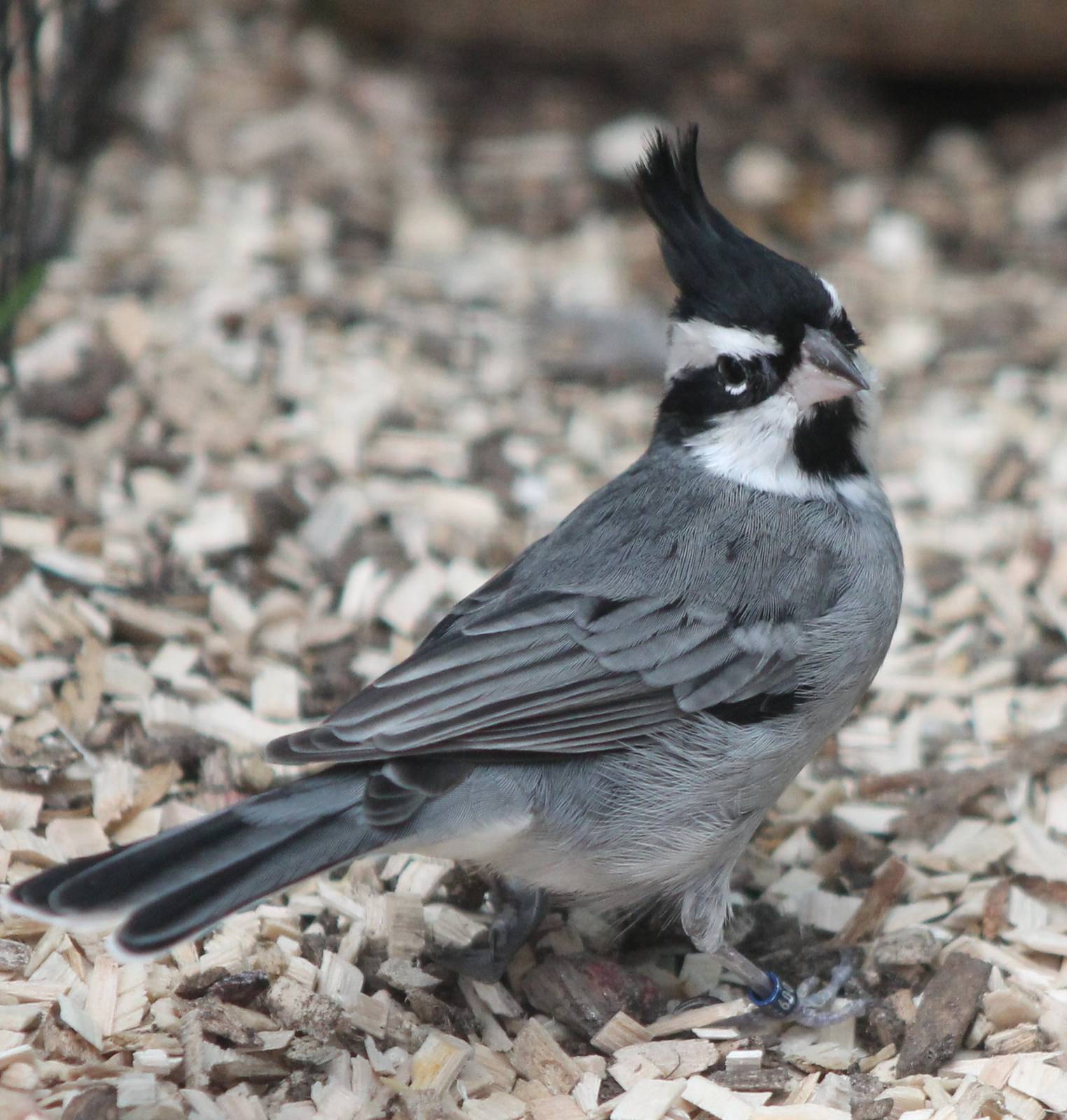 Black-crested finch