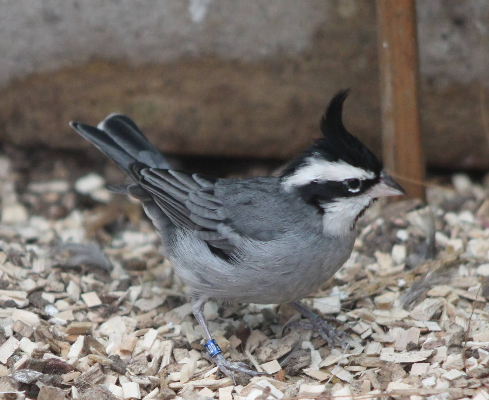 Black-crested finch