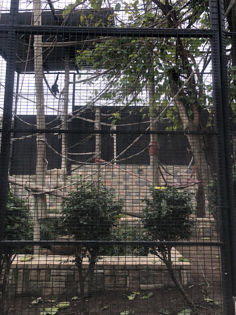 Black Crested Gibbon Exhibit (Nomascus concolor)