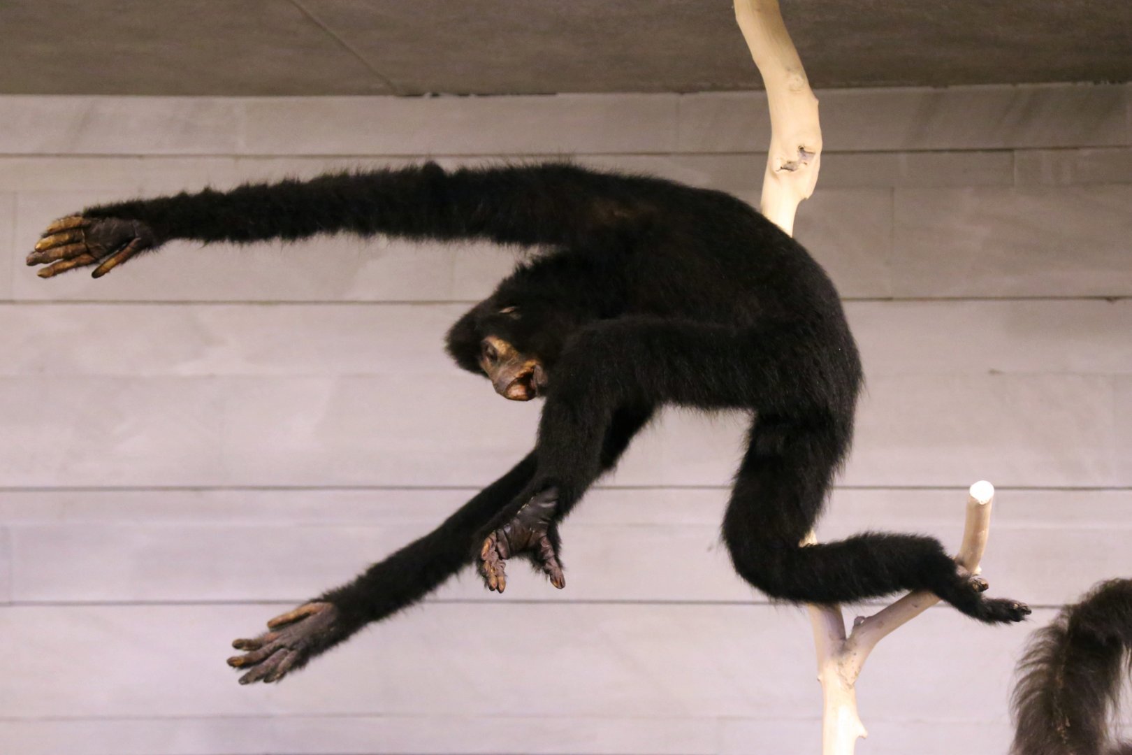 Black Crested Gibbon (Nomascus concolor)